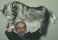 Silver Tabby With White Male