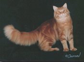 Red Tabby male