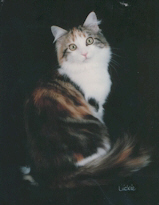 Brown patch Tabby with White Female